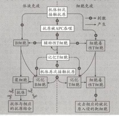 攻击相应的被抗抗体与相应原入侵的靶细胞百的抗原