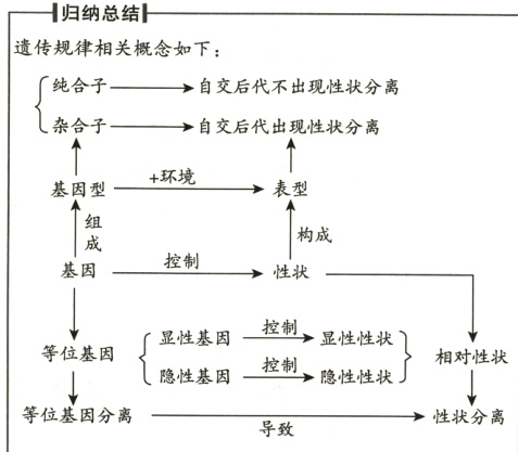 等位基因分离性状分离导致