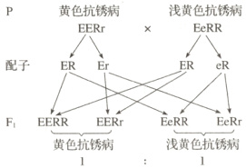 EERrEeRREeRrFEERR黄色抗锈病浅黄色抗锈病