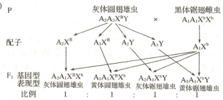 F囊比现例型灰体懈食体回鼬体虫