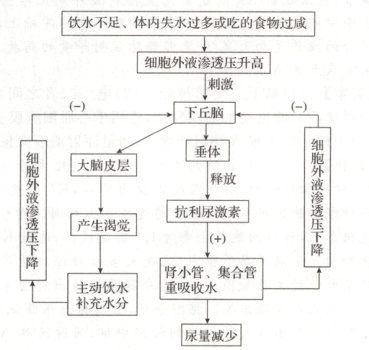 补充水分尿量减少