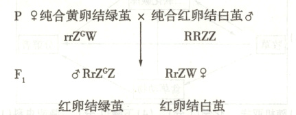 RrZWRrZZF红卵结白茧红卵结绿茧
