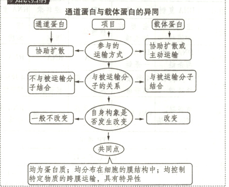 均为蛋白质均分布在细胞的膜结构中均控制特定物质的跨膜运输具有特异性