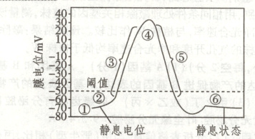 8静息电位静息状态