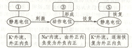 Na内流由外正内K外流逐渐恢K外流负变为外负内正复为外正内负外正内负