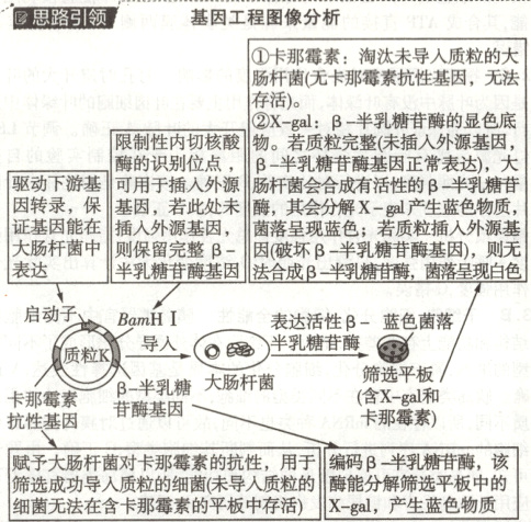 编码半乳糖苷酶该赋予大肠杆菌对卡那霉素的抗性用于筛选成功导入质粒的细菌未导人质粒的酶能分解筛选平板中的Xgal产生蓝色物质细菌无法在含卡那霉素的平板中存活