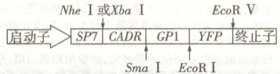 启动子SP7CADRGP1YFP终止子SmaIEcoRI