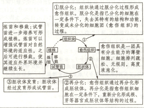 经过发育形成试管苗成胚状体再分化是指愈伤组织细胞在一定条件下重新分化形成根芽等器官或胚状体等结构的过程