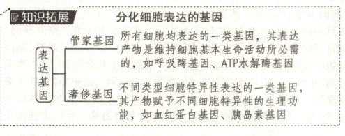 因奢侈基因其产物赋不同细胞特异性的理功能如血红蛋白基因胰岛素基因