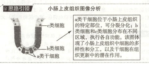 现了小肠上皮组织中细胞的多b类细胞样性和分工以及干细胞在组织更新中的潜在作用a类干细胞