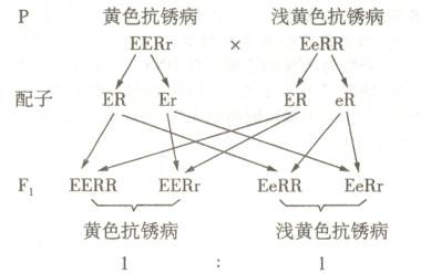 黄色抗锈病浅黄色抗锈病