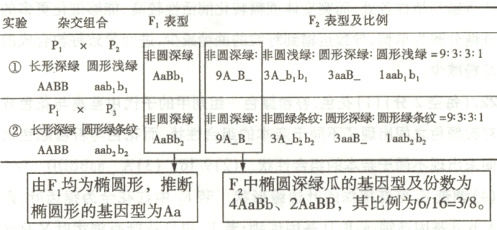 F中椭圆深绿瓜的基因型及份数为由F均为椭圆形推断4AaBb2AaBB其比例为61638椭圆形的基因型为Aa