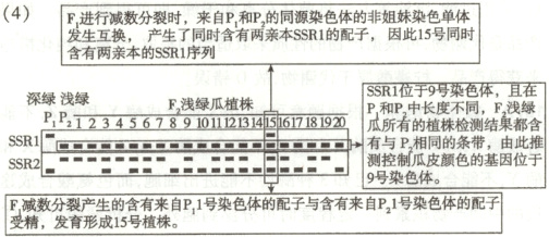 SSR9号染色体受精发育形成15号植株