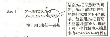 大豆基因组DNA理论注N代表任一碱基上可产生的黏性末端最多有444444种