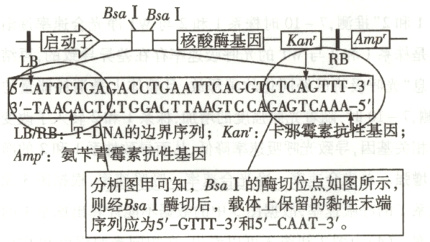 分析图甲可知BsaI的酶切位点如图所示则经BsaI酶切后载体上保留的黏性末端