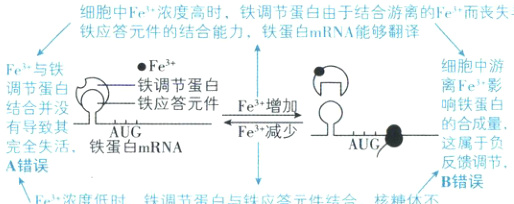 AUG这属子负完全失活铁蛋白mRNA反馈调节A错误B错误