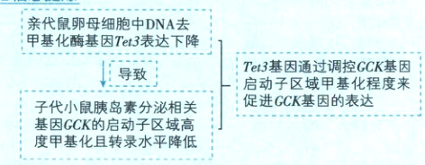 促进CCK基的表达子代小鼠胰岛素分泌相关e基因GCK的启动子区域高4度甲基化且转录水平降低