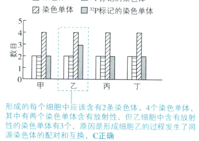 其中有两个染色单体含有放射性但乙细胞中含有放射性的染色单体有3个原因是形成细胞乙的过程发生了同源染色体的配对和互换C正确