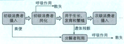 遗体残孩羹便呼吸作用2散失分解者利用