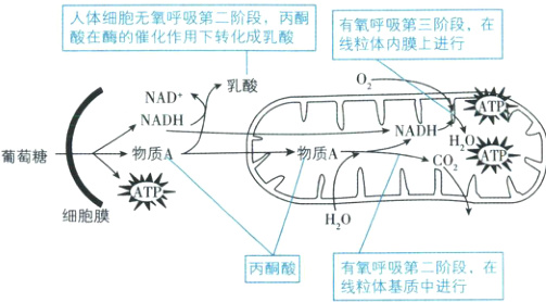 丙酮酸有氧呼吸第二阶段在线粒体基质中进行