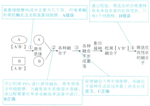 子接种在适宜培养基上使其长成没有细胞壁为避免原生质体吸水涨破菌落C正确该过程需要在等渗或略高渗溶液中进行B正确