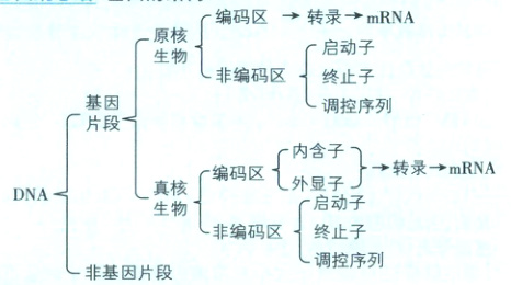 非编码区终止子调控序列非基因片段