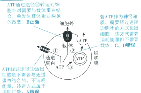 细胞是不需要与通道蛋白结合的不消耗能量转运方式属于协助扩散A错误