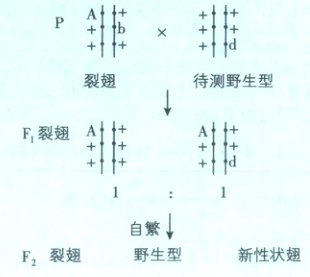 自繁野生型新性状翅F2裂翅