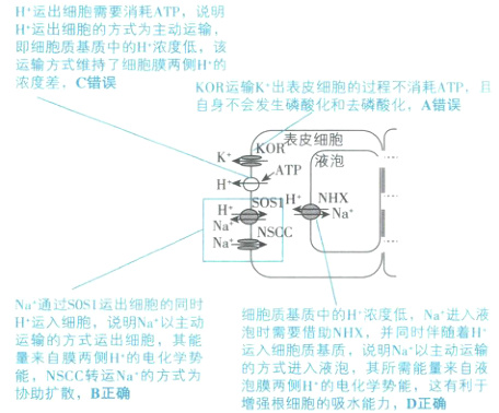 运输的方式运出细胞其能运入细胞质基质说明Na以主动运输量来自膜两侧H的电化学势的方式进入液泡其所需能量来自液能NSCC转运Na的方忒为泡膜两侧H的电化学势能这有利于协助扩散B正确增强根细胞的吸水能力D正确