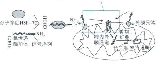 膜通道三酶前体信号序列信号肽氧传递酶