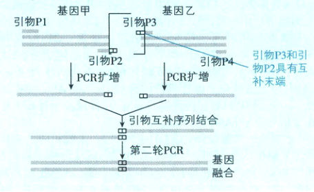 第二轮PCR基因融合
