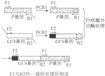 GUS基因R2P基因R1F1与R2的一端经处理后相连