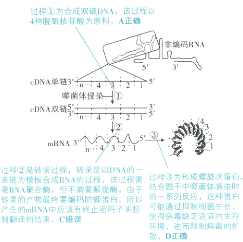 产生的mRNA中应该有终止密码子来控使得病毒缺乏适宜的生存制翻译的结束C错误环境进而限制病毒的扩散D正确