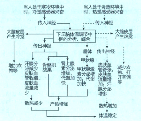 散热减少严热增加散热增加体温稳定