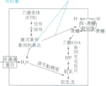 HO调节黏稠度胶乳应胶乳流