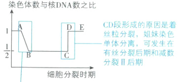 有丝分裂后期和减数分裂后期细胞分裂时期
