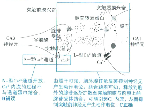 产生动作电位结合题图可知释放到胞与通道蛋白结合外的腺苷逐渐扩散至突触前膜与前膜上的B错误腺苷受体结合可能引起CI内流从而抑制突触前神经元产生动作电位C正确