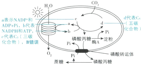 02磷酸转运体Pi亠磷酸丙糖蔗糖