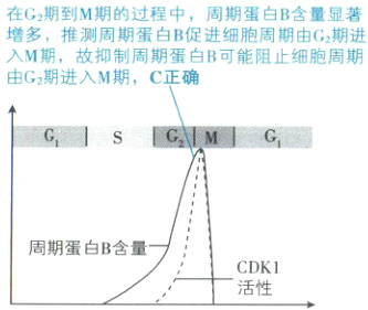 周期蛋白B含量CDK1活性
