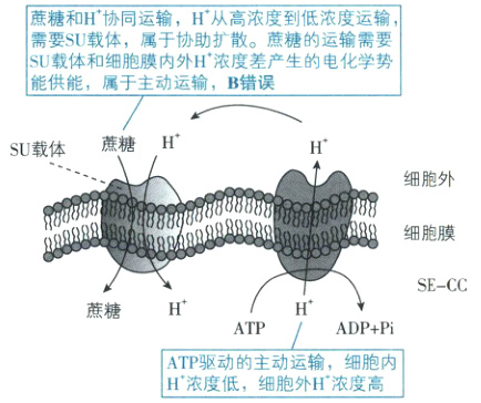 ATPADPPiATP驱动的主动运输细胞内H浓度低细胞外H浓度高