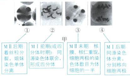 细胞两极的染裂姐妹源染色体联会体分离色体数目为体形成匹分体染色单体分别移向细胞的一半分离细胞两极