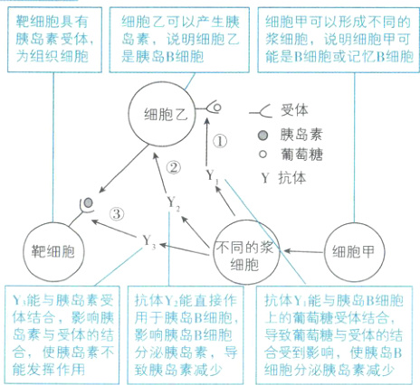 岛素与受体的结影响胰岛B细胞导致葡萄糖与受体的结会使胰岛素不分泌胰岛素合受到影响使胰岛B能发挥作用细胞分泌胰岛素减少致胰岛素减少