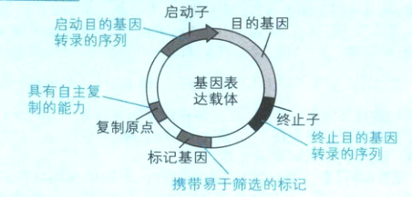 终止目的基因转录的序列标记基因携带易于筛选的标记