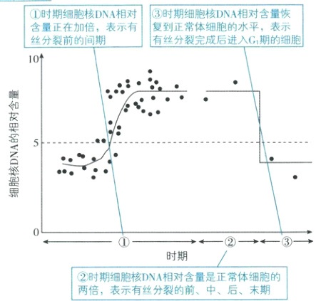 时期2时期细胞核TNA相对含量是正常体细胞的两倍表示有丝分裂的前中后末期
