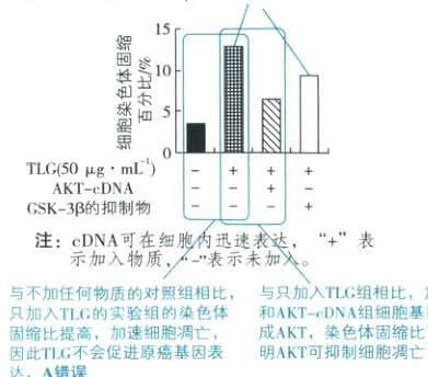 只加入TLC的实验组的染色体和AKTcDNA组细胞基因表达形成AKT染色体固缩比下降说固缩比提高加速细胞凋亡因此T1C不会促进原癌基因表明AKT可抑制细胞凋亡B正确达A错误