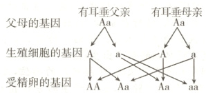生殖细胞的基因A受精卵的基因AAAaAa