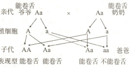 子代AAAaAaaa爸爸表现型能卷舌能卷舌能卷舌不能卷舌