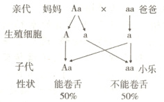 子代Aaaa小乐性状能卷舌不能卷舌5050
