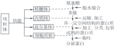 高尔基体细胞质膜成熟的蛋白质分泌蛋白