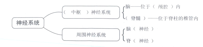 周围神经系统脊神经